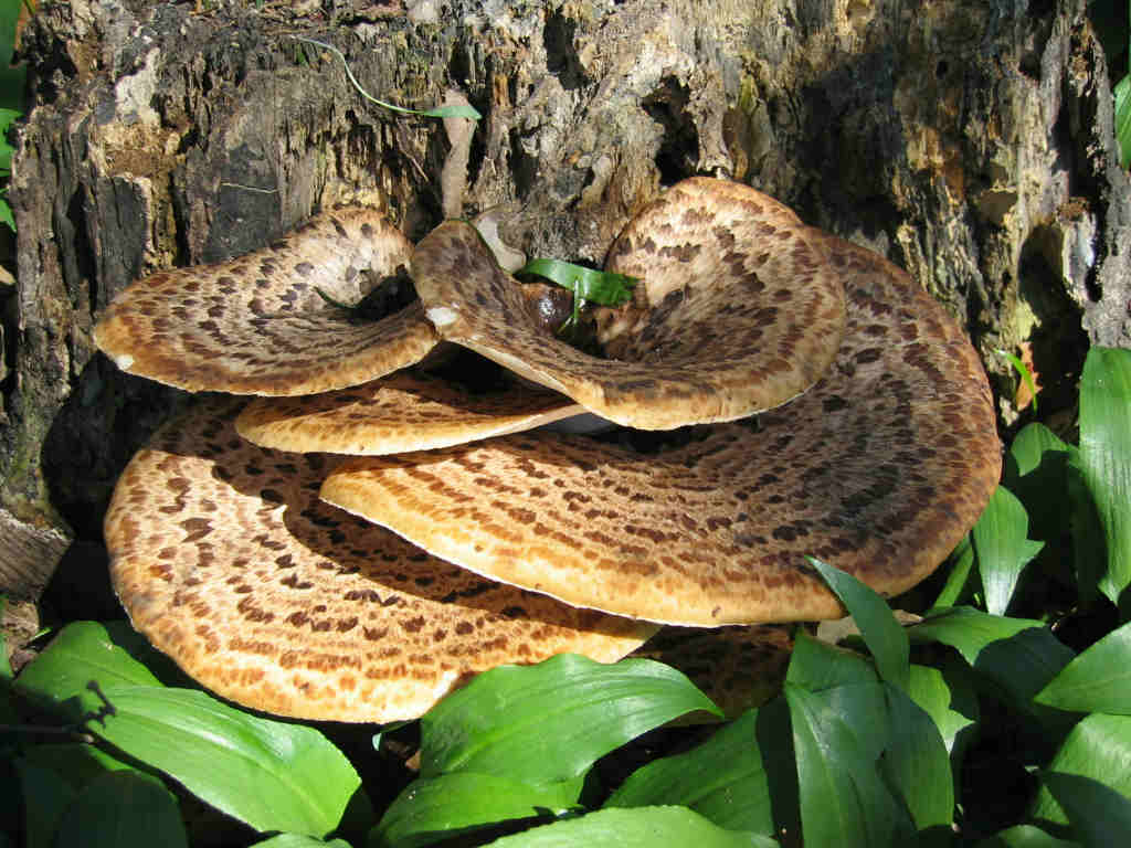 I Funghi primaverili: Polyporus squamosus